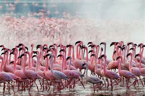 Flamingos in Lake Nakuru
