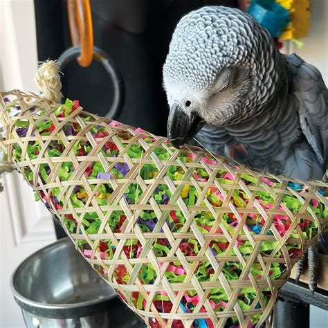 Foraging Toys for African Grey Parrots