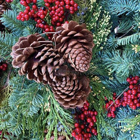 Gathering Christmas Evergreens