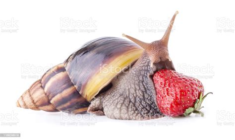 Giant African Land Snail eating a Strawberry