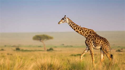 Giraffe in Kenya