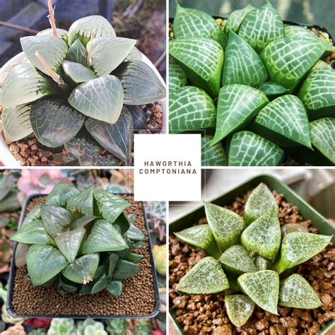Haworthia