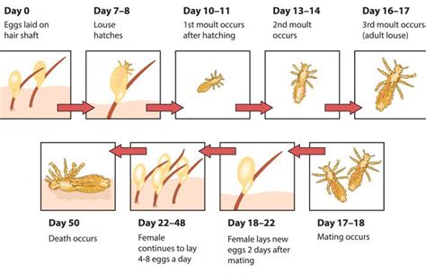 Head Lice Stages