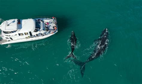 Hermanus Whale Watching