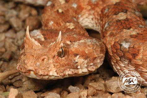 Horned Adder