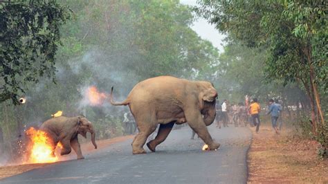 Human-Elephant Conflict Causes