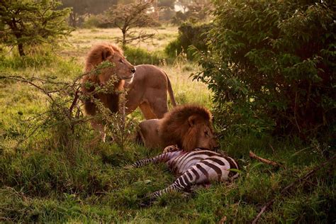 Kenya Safari