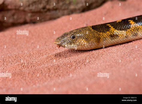 Kenyan Sand Boa
