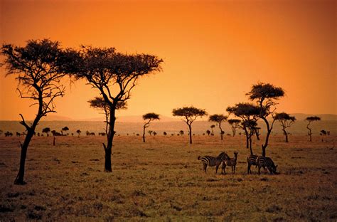 Kenyan Savanna