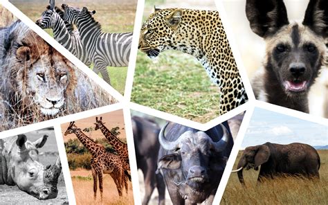 Kenyan Wildlife