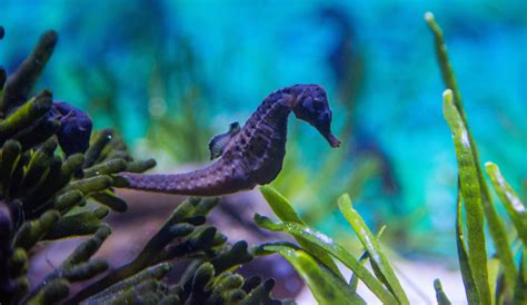 Knysna Seahorse