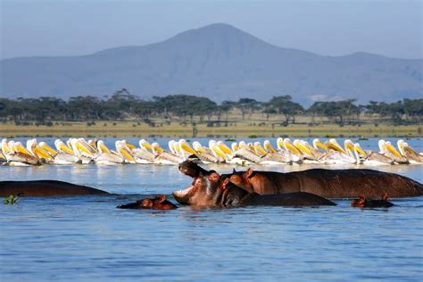 Lake Naivasha & Crescent Island
