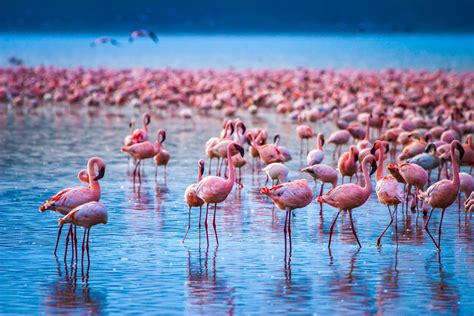 Lake Nakuru National Park Flamingos