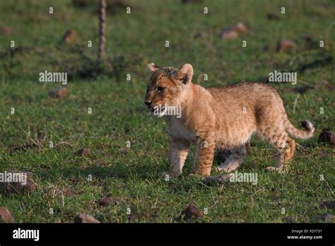 Lion Cub in Maasai Mara