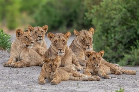 Lion Pride