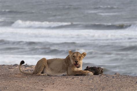 Lion in Namibia