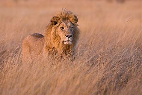Lion in Tall Grass
