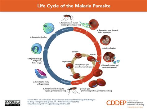 Malaria Life Cycle