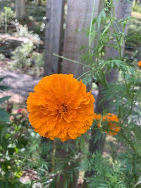 Marigolds for a Mexican Birthday