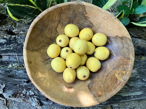 Marula Fruit