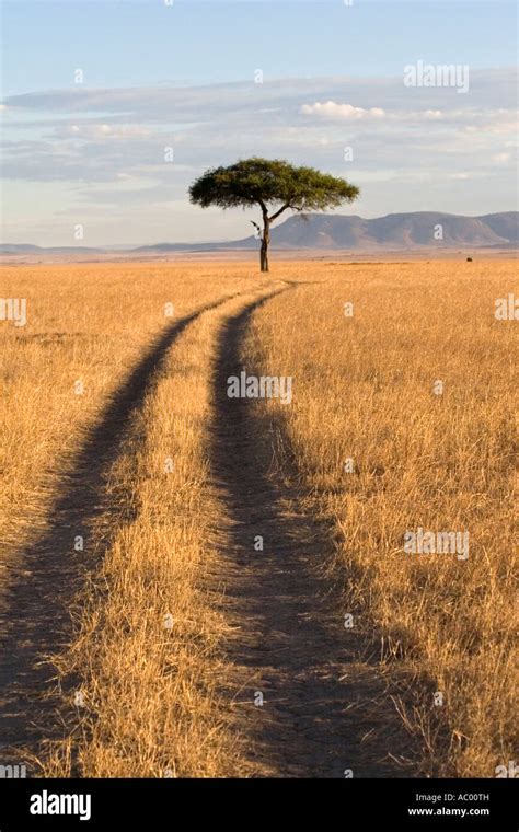 Masai Mara Landscape