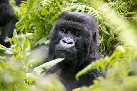 Mountain Gorillas