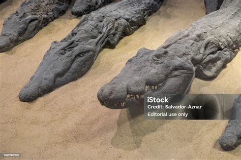Mummified crocodile in Egypt