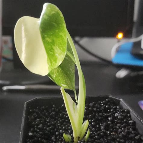 New plantlet growth