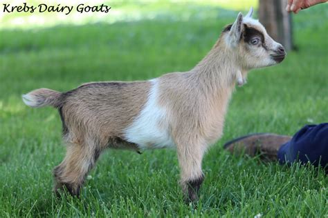 Nigerian Dwarf Goat