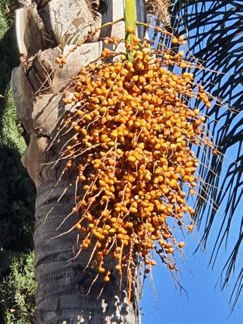 Palm Fruit