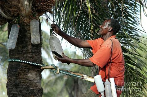 Palm Wine Production