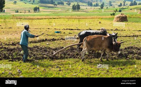 Ploughing with cattle in southwestern Ethiopia