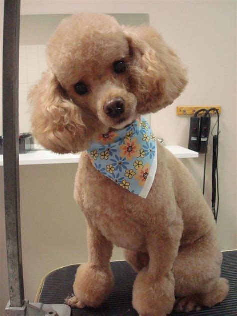 Poodle hairstyle