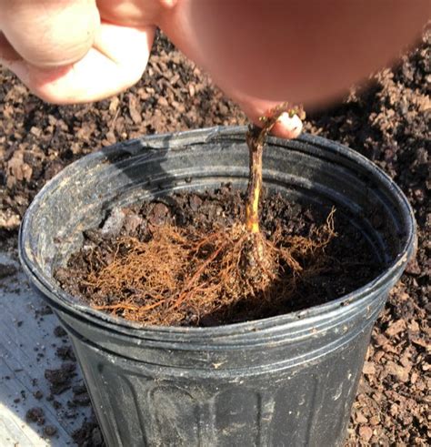 Potting the cuttings