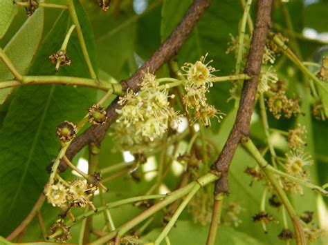 Prunus africana tree