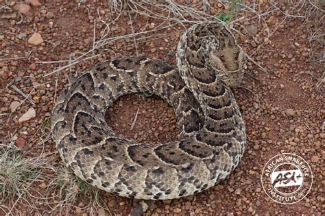 Puff Adder