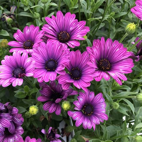 Purple African Daisy