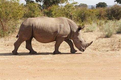 Rhino Walking Safari