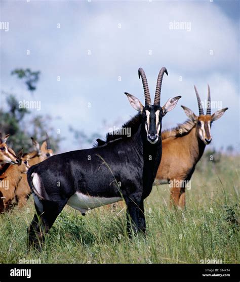 Sable Antelope Bull