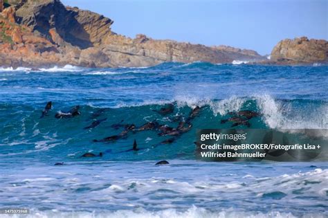 Seals at Robberg Peninsula