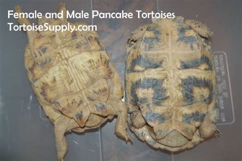 Sexing Sulcata Tortoises
