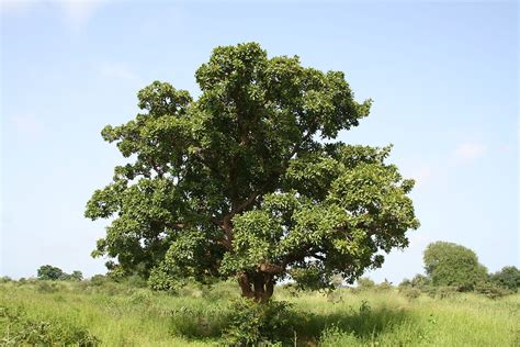 Shea Butter Tree