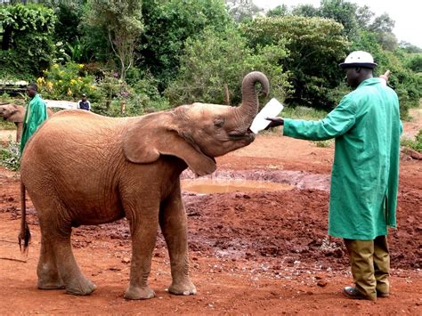 Sheldrick Elephant Orphanage