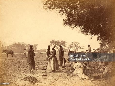 Slaves working in the sweet potato fields