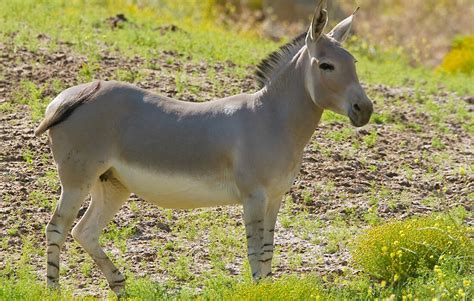 Somali Wild Ass