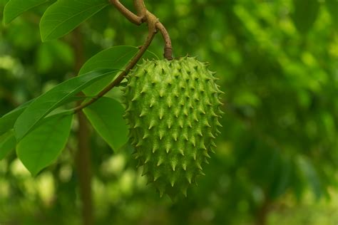 Soursop Fruit