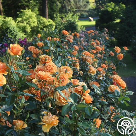 South Africa Sunbelt Rose Bush