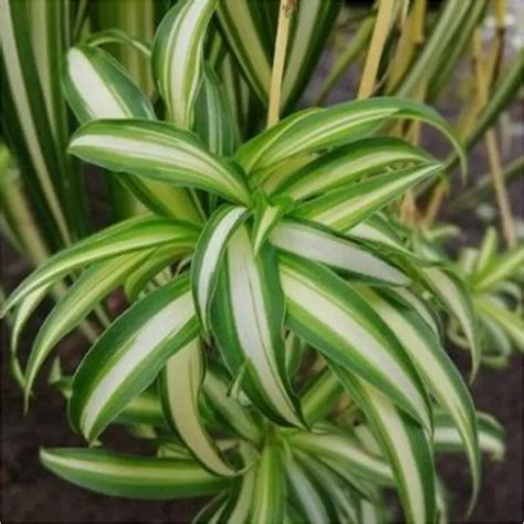 Spider Plant