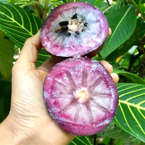 Star Apple Fruit
