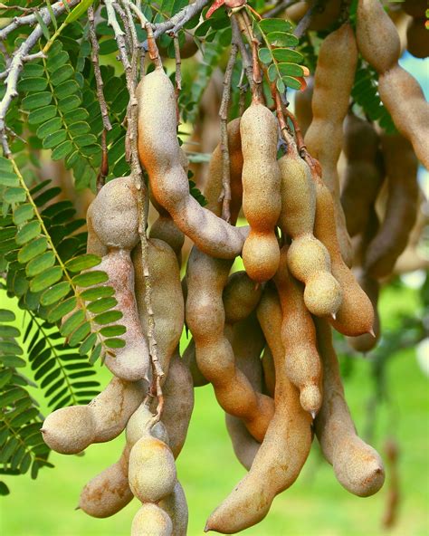 Tamarind Fruit